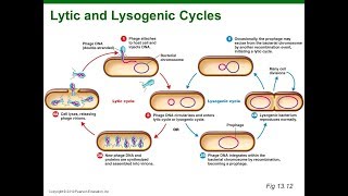 Virus Lysogenic Cycle Animation HD [upl. by Krissie107]