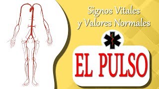 QUE ES EL PULSO cardiaco   Signos Vitales [upl. by Aimahs61]