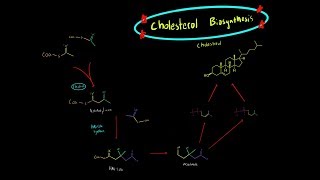 Cholesterol Biosynthesis EVERYTHING YOU NEED TO KNOW BIOCHEMISTRY MCAT [upl. by Casia]