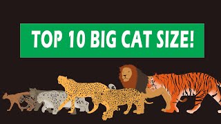 Big Cats Size Comparison [upl. by Fredelia457]