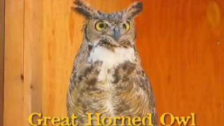 Great Horned Owl hooting [upl. by Rehtaef]