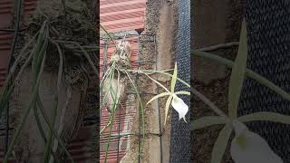 Brassavola tuberculata [upl. by Encrata576]