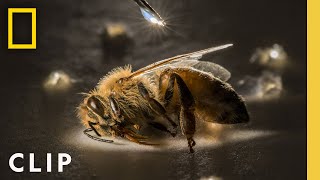 Anand Varma Captures a Honey Bee Story  Photographer  National Geographic [upl. by Asirak]