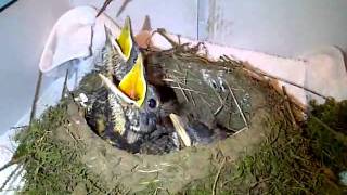 Hand Feeding Baby Robins  Chirping Hungry Bird Babies [upl. by Alemap]