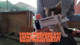 YAVRU KEDİLERDE GÖZ ÇAPAĞI GÖZ İLTİHABI NASIL TEDAVİ EDİLİR [upl. by Moon]