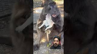 Baboon attack 😳😨 monkey africananimals animals wildlife funny cute animallover funnyanimal [upl. by Lashondra]