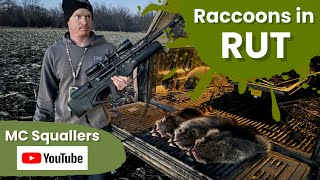 Daytime Raccoon Calling Raccoons in Rut hunting raccoonhuntinghatsanairgunhuntingoutdoors [upl. by Wareing468]