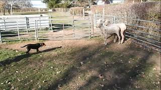 Casterton working dog auction 2024  Jonny  Lot 50 [upl. by Zena]