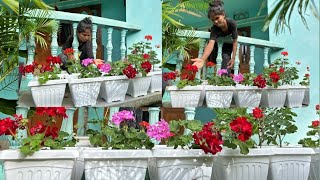 HOW TO GROW GERANIUM CUTTINGS TO SAVE FOR NEXT SEASON  How to care geranium flower [upl. by Oiragelo]