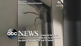 Hauntingly huge spider spotted in Australia [upl. by Brandwein360]