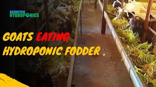 Ashwin Sawant  Goats Eating Hydroponic Fodder [upl. by Ahsim87]