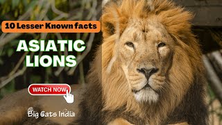 Asiatic Lions  Lesser Known Facts about ASIATIC LIONS  GIR Lions  Lion Safari [upl. by Ayekram218]