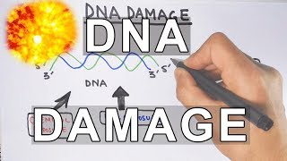 Overview of DNA Damage [upl. by Tiedeman468]