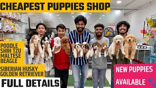 Best Quality Pet Shop  New Puppies Available  Best Price in Hyderabad [upl. by Vally]