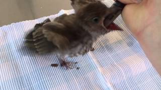 Feeding Baby Figbird [upl. by Willtrude]