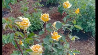 Oregold Rose Spring 2023 [upl. by Ahsikar100]