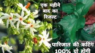 पारिजात की कलम parijat ka pedharsingarnight Jasmin treeparijat gamle meinlive Up Life [upl. by Konstance854]