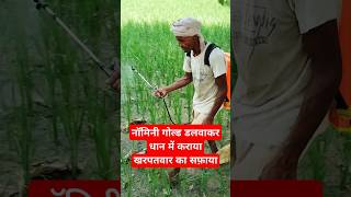 Nominee Gold Herbicide  herbicides fertilizer paddy farming viral youtubeshorts shorts [upl. by Sherman317]