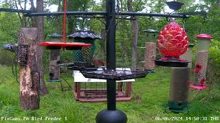 Wild turkey makes several attempts to land on top of PA Bird Feeder 1 Station [upl. by Maybelle]