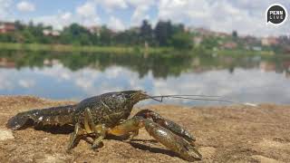 Marbled crayfish becomes plentiful species thanks to genetic mutation [upl. by Siocnarf]