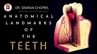 Anatomical Landmarks of Teeth l Anatomy of Teeth l Dental Anatomy [upl. by Wrigley43]