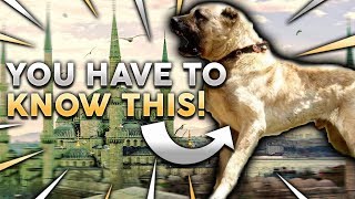 KANGAL 101 Everything You Need To Know About Owning A Turkish Kangal Puppy [upl. by Suaeddaht]