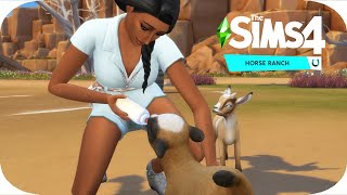 Fainting goats  adorable sheep  The Sims 4 Horse Ranch  3 [upl. by Jehial13]