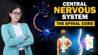 Central Nervous System  Cerebrum  Cerebellum  The Spinal Cord  Class 8 ICSE  Biology [upl. by Welbie]