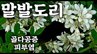 말발도리Deutzia  자연 속 비밀이 담긴 식물의 힘 골질환 골다공증 관절염 피부염 [upl. by Fidelia749]