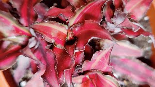 HOW TO PROPAGATE EARTH STAR PLANTCRYPTANTHUS TERRESTRIAL BROMELIADS  REPOTTING EARTH STAR PLANT [upl. by Penrose]