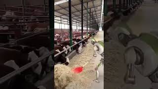 Robots on the Farm Watch This HighTech Helper Feed the Cows [upl. by Enomes]