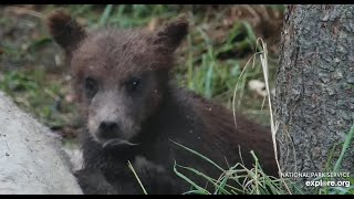 Grazer and coys Riffles P2 Exploreorg 71724 [upl. by Adoc]