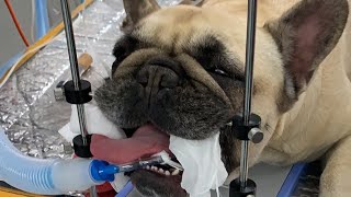 Live stream  Brachycephalic airway surgery in a French Bulldog [upl. by Annenn307]