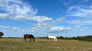 Roadtrip 🐴 longleat  new forest [upl. by Eustis406]