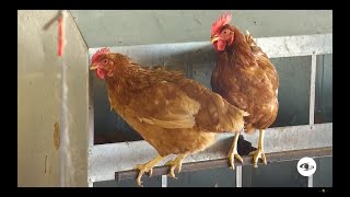 Fumigación en galpones de gallinas así avicultor logra la sanidad e inocuidad  La Finca de Hoy [upl. by Leann678]