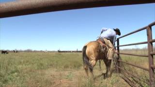 Muleshoe Ranch  2014 ZoetisAQHA Best Remuda Winner [upl. by Nirat]