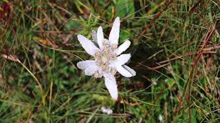 Edelweiss [upl. by Washburn]