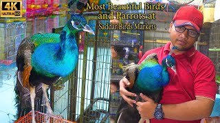 Most Beautiful Birds and Parrots at Saddar Birds Market Karachi  Unique and Rare Birds and Parrots [upl. by Biagio]