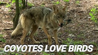 BIG HUNGRY COYOTE COMES to BIRD in DISTRESS  Predators  S10E12 [upl. by Aribold96]