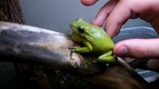 Barking Tree Frog [upl. by Celtic]