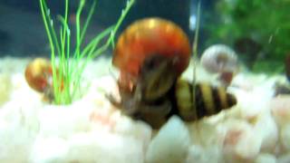 Assassin Snail eating Ramshorn Snail [upl. by Neeham478]