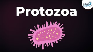 Introduction to Protozoa  Microorganisms  Biology  Dont Memorise [upl. by Adao]