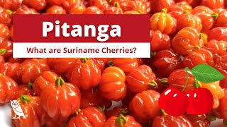 What is Pitanga Suriname Cherry  Fruits You Probably Never Heard Of  Ep 18 [upl. by Akienat]