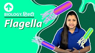 Flagella  Hindi  Biology [upl. by Aibos]