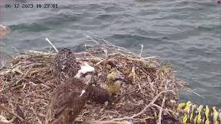 Port Lincoln Osprey Live Stream [upl. by Jazmin79]