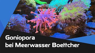 Goniopora in der Vorstellung bei Meerwasser Boettcher [upl. by Eelanna878]