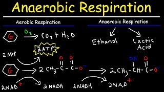 Aerobic vs Anaerobic Respiration  Lactic Acid and Ethanol Fermentation [upl. by Notsehc]