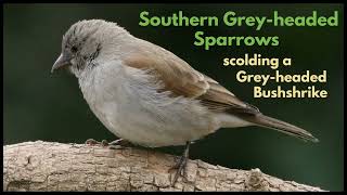 SOUTHERN GREYHEADED SPARROWS scolding a Greyheaded Bushshrike [upl. by Simone]