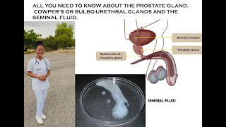 Seminal Fluid Prostate Gland and Cowpers Glands Anatomy [upl. by Hilliard]