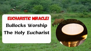 Bullocks Worship The Holy Eucharist  Eucharistic Miracle [upl. by Reh]